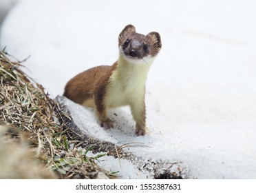 Weasel On Snow Close Up