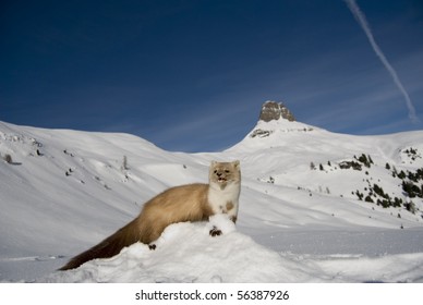 Weasel In The Snow In Val Di Fass Italy