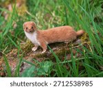 A Weasel Standing on a Log
