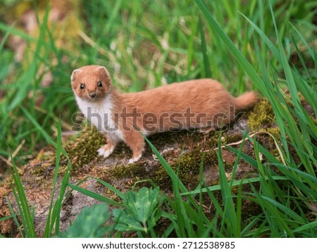 A Weasel Standing on a Log