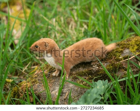 A Weasel Standing on a Log