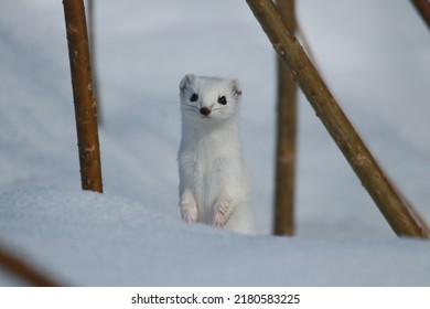 Weasel In Winter In The Snow. White Weasel Beast