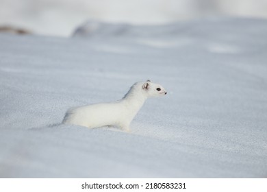 Weasel In Winter In The Snow. White Weasel Beast