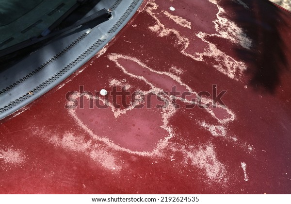 Weather damaged car hood\
paint coat. Peeling sun damaged paint surface in a 15 year old\
compact red car.