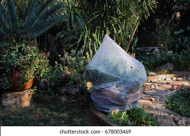 Weather Sensitive Garden Plants Are Covered With Fabric As A Protection Measure Against Winter Frost On The Highveld Of Gauteng Province In South Africa