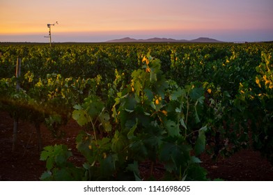 Weather Station Pole Recording Weather Data In A Vineyard At Tierra De Barros Region. Extremadura, Spain. Smart Farm Technology Concept