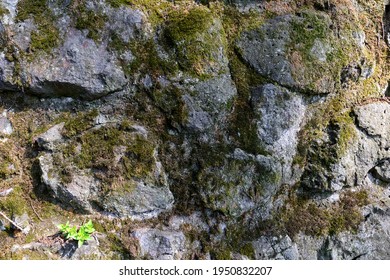 Weathered Basalt Boulder Rock Wall In Gray Black Anthracite Colors Covered With Moss And Lichen, Overgrown With Moss, Grouted With Cement, Grout. Texture Without Vignetting