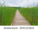 Weathered Boardwalk Through Marsh Grasses in the Horicon Marsh in Wisconsin