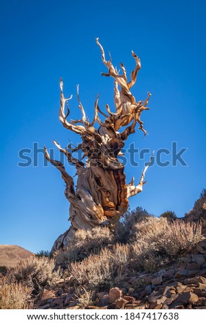 A weathered Bristlecone Pine tree on a mountainside in the White Mountains of California.