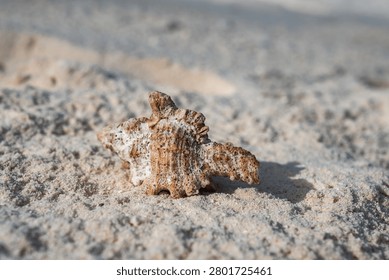 A weathered conch shell rests on fine sunlit sand in the Maldives. Ridged spirals and speckled pattern are sharp, shoreline softly blurs in warm natural daylight.