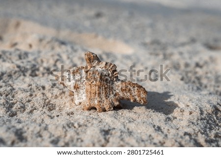 A weathered conch shell rests on fine sunlit sand in the Maldives. Ridged spirals and speckled pattern are sharp, shoreline softly blurs in warm natural daylight.