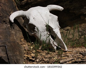 Weathered cow skull near rocks, with both horns showing .
