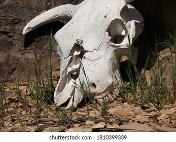 Weathered cow skull in rocky area of farm.
