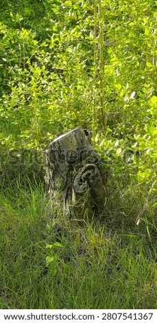 A weathered, cut tree stump stands amidst lush green grass and vibrant young trees illuminated by bright, natural sunlight in a forest.