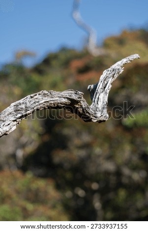 A weathered dead tree branch extends into the air against dense montane forest and shrubland vegetation in Horton Plains National Park