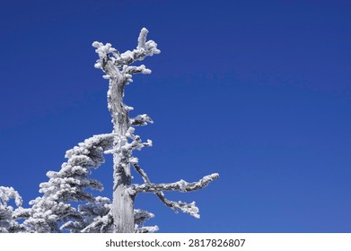 A weathered dead tree coated in wind-driven rime ice rises above a snow-covered ridge under a deep blue winter sky.