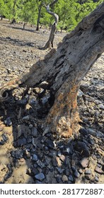 A weathered dead tree trunk resting on a rocky beach during low tide, surrounded by stones, exposed mangrove roots, and coastal vegetation. The aged wood, shaped by years of exposure to the sea and natural elements, creates a striking scene that reflects the beauty of coastal landscapes and the resilience of nature. Ideal for themes of driftwood, shoreline ecosystems, tropical beaches, environmental change, and natural textures.