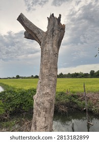 A weathered dead tree trunk stands in the foreground of a green agricultural field under a cloudy sky, creating a rustic rural landscape scene.