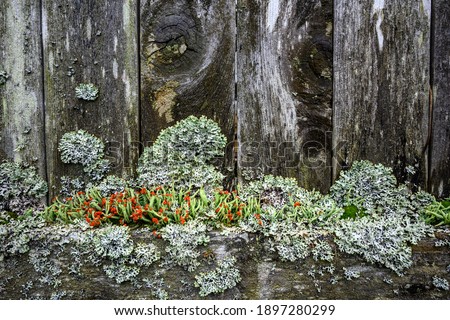 Weathered, decrepit, wood fence covered in lichen, moss, and British Soldiers Lichen, as a nature background
