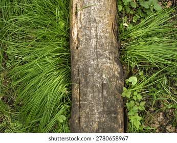 Weathered fallen log surrounded by lush green grass in natural woodland setting. Rustic wood texture and organic forest floor viewed from above