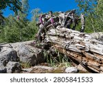 Weathered fallen tree trunk with gnarled twisted wood and pink wildflowers growing alongside granite boulders in a Corsican mountain forest.