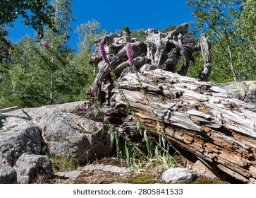 Weathered fallen tree trunk with gnarled twisted wood and pink wildflowers growing alongside granite boulders in a Corsican mountain forest.