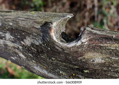 Weathered Fence Rail At Lake Sammamish Trail