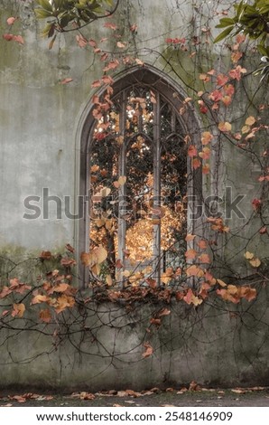 A weathered, gothic-style window framed by vibrant autumn leaves. Sunlight filters through the stained glass, casting a warm glow on the surrounding foliage.