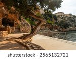 Weathered juniper tree enhancing the seaside promenade in puerto cristo, mallorca, with a historic building atop the cliffs