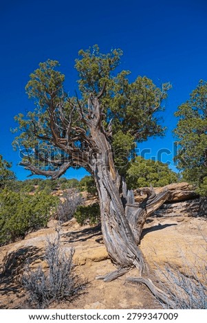 Weathered Juniper Tree on a Red Rock Mesa in Canyon de Chelly in Arizona