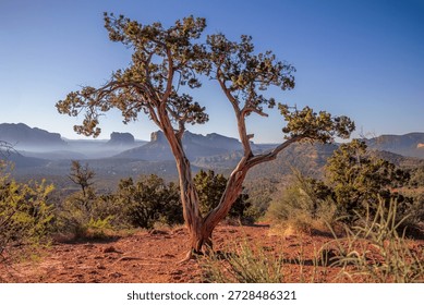 A weathered juniper tree rises from red desert soil with expansive Sedona red rock formations stretching across the horizon under a clear blue sky. The wide, open composition conveys freedom, balance, and harmony in the Southwestern high desert, making it ideal for wellness, travel, nature, and inspirational design use.