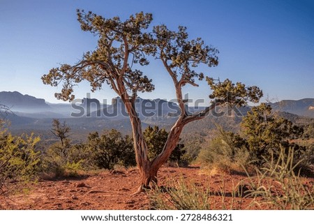 A weathered juniper tree rises from red desert soil with expansive Sedona red rock formations stretching across the horizon under a clear blue sky. The wide, open composition conveys freedom, balance, and harmony in the Southwestern high desert, making it ideal for wellness, travel, nature, and inspirational design use.