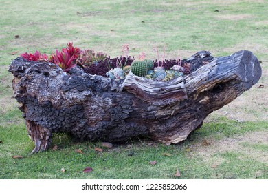 Log Planters Images Stock Photos Vectors Shutterstock