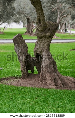 Weathered olive tree trunk with gnarled bark standing in a green grassy park