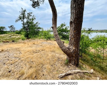 A weathered pine tree trunk stands prominently in the foreground, overlooking a serene lake surrounded by lush greenery and dry, golden grasses.