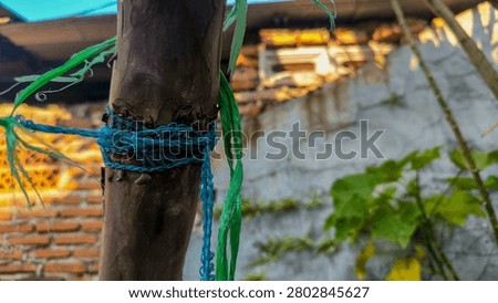 Weathered plastic raffia string knotted on a tree branch or wooden stick