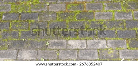 Weathered rectangular paving blocks with green moss background texture