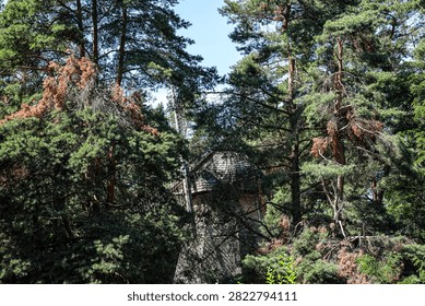 A weathered, rustic windmill is partially obscured by the lush foliage of surrounding evergreen trees on a clear day
