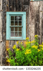 Weathered side of rustic barn with nine-pane frame window above clumps of yellow wildflowers on a summer day in Maine, USA, for rural, vintage, or regional motif