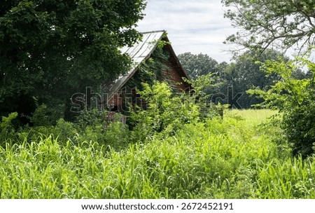 A weathered, small, abandoned brown barn with a corrugated metal roof, peeks out of the trees, barely visible through the forest that is gradually reclaiming it.