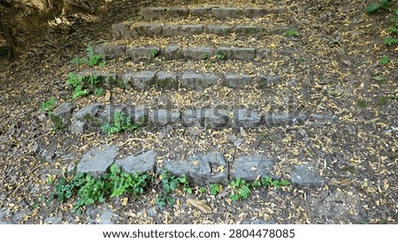 Weathered stone blocks form a rustic staircase climbing a dirt slope, heavily scattered with small yellow autumn leaves and sprouting green ferns