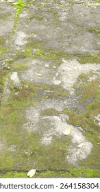 Weathered stone pathway covered in moss and natural green patches.