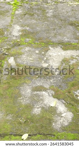 Weathered stone pathway covered in moss and natural green patches.