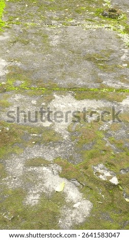 Weathered stone pathway covered in moss and natural green patches.