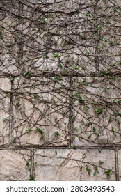 Weathered stone wall texture covered in intricate climbing vines with small green leaves, creating a natural organic pattern.