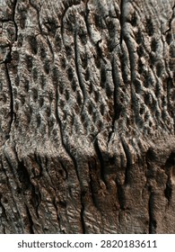 The weathered surface of an old coconut tree trunk reveals unique, naturally carved textures, giving it an artistic and timeless appeal.