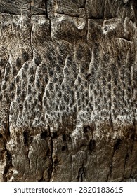 The weathered surface of an old coconut tree trunk reveals unique, naturally carved textures, giving it an artistic and timeless appeal.