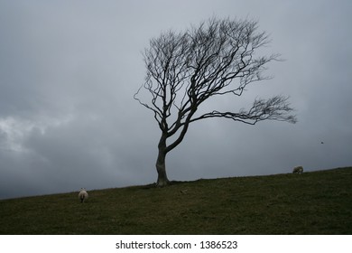 Weathered tree, Black Isle, Scotland