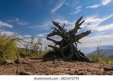 Weathered tree root on Malinowska Skala peak with Skrzyczne in the background, Silesian Beskids.