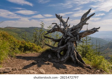 Weathered tree root on Malinowska Skala peak with Skrzyczne in the background, Silesian Beskids.